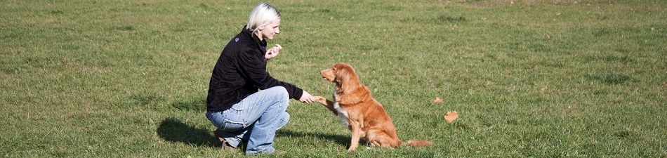 szkolenie indywidualne psów